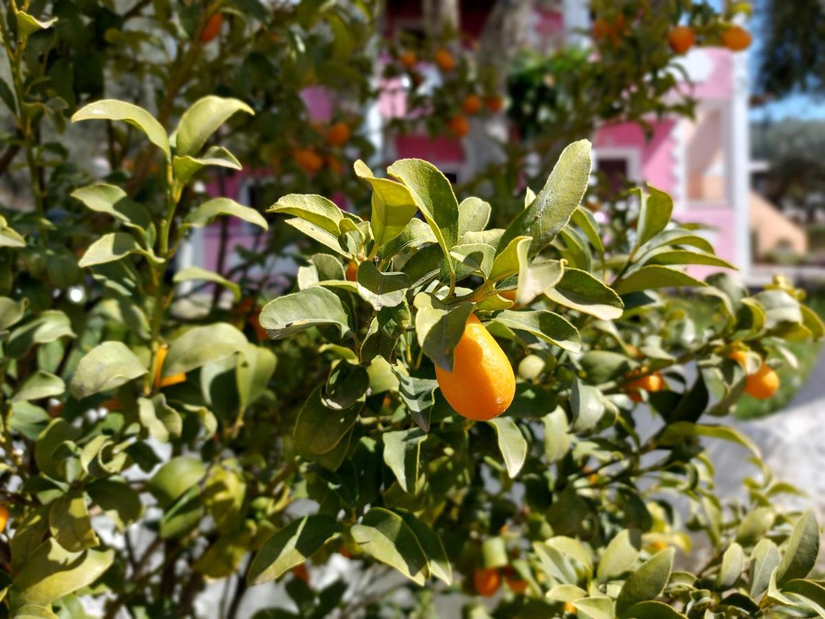 איפסוס Villa Elena מראה חיצוני תמונה